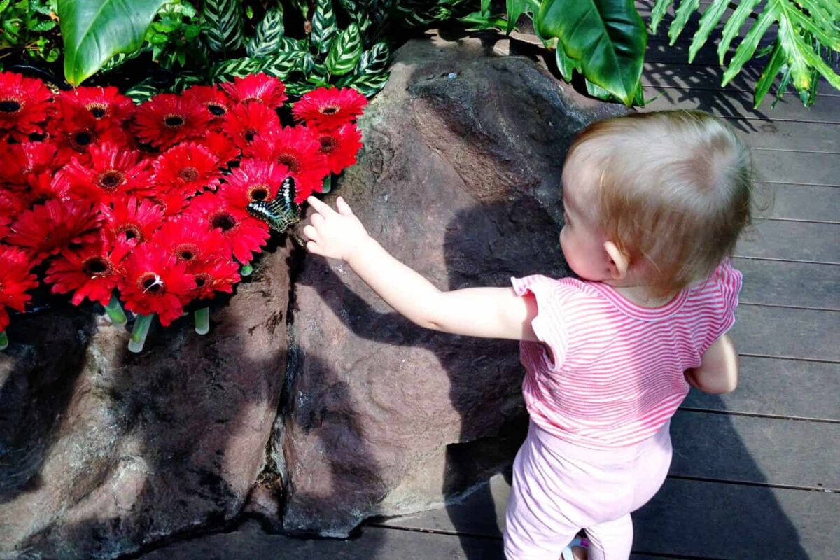Changi airport butterfly house with a toddler. 