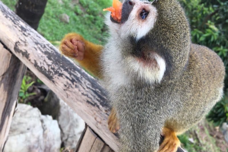 Monkeyland Punta Cana