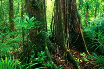how to get from cairns to daintree rainforest 3