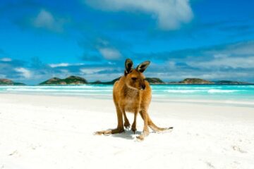 best beaches in western australia - lucky bay kangaroo on beach