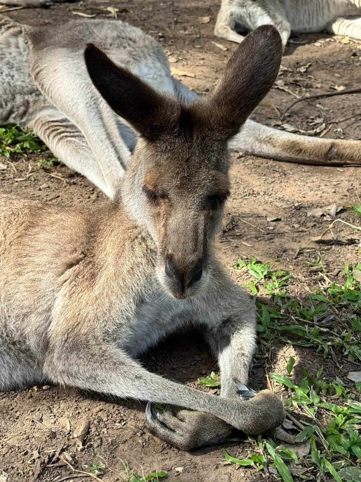 kangaroo at healesville sanctuary.