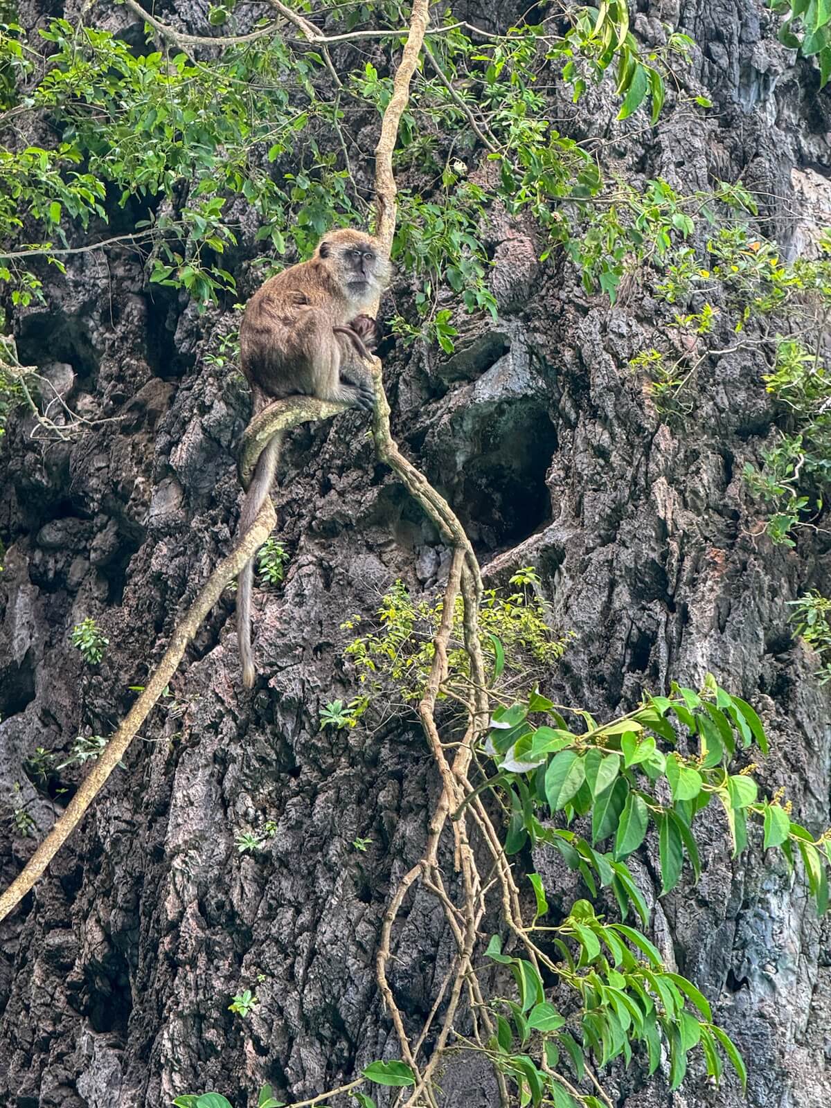 monkey with baby in tree on monkey beach.