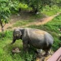 elephant at phuket elephant sanctuary.