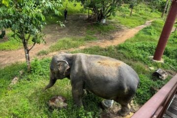 elephant at phuket elephant sanctuary.