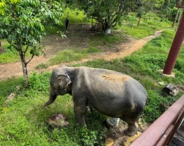 elephant at phuket elephant sanctuary.