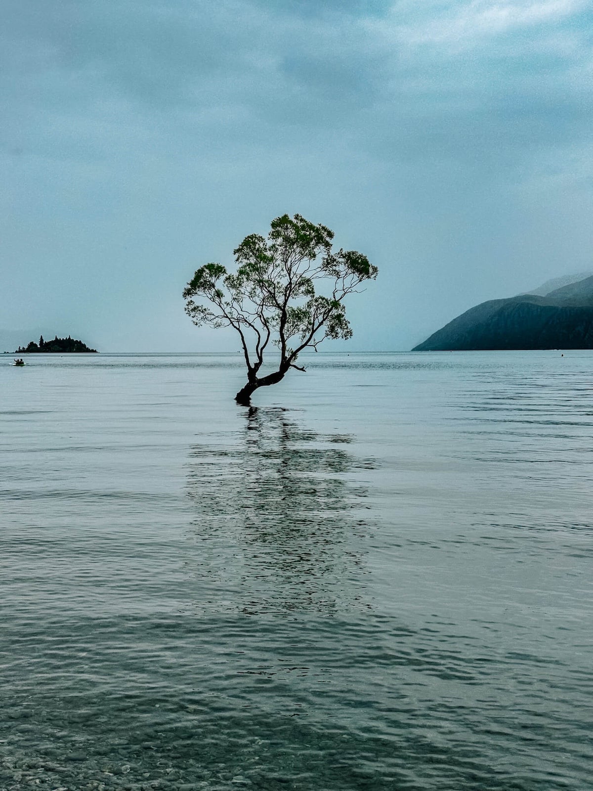 that wanaka tree.