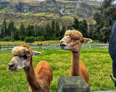 alpacas at walter peak farm tour.