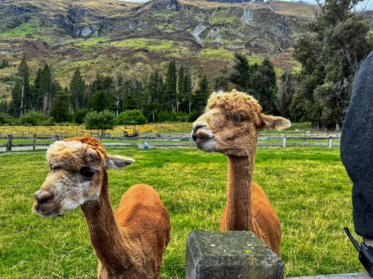 alpacas at walter peak farm tour.