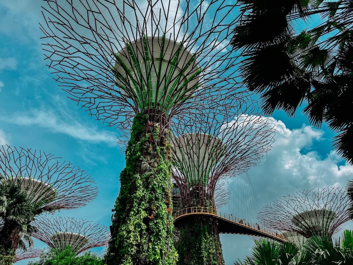 gardens by the bay supergrove forest.