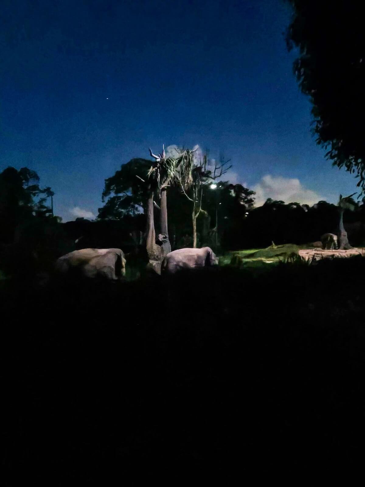 night safari singapore review.