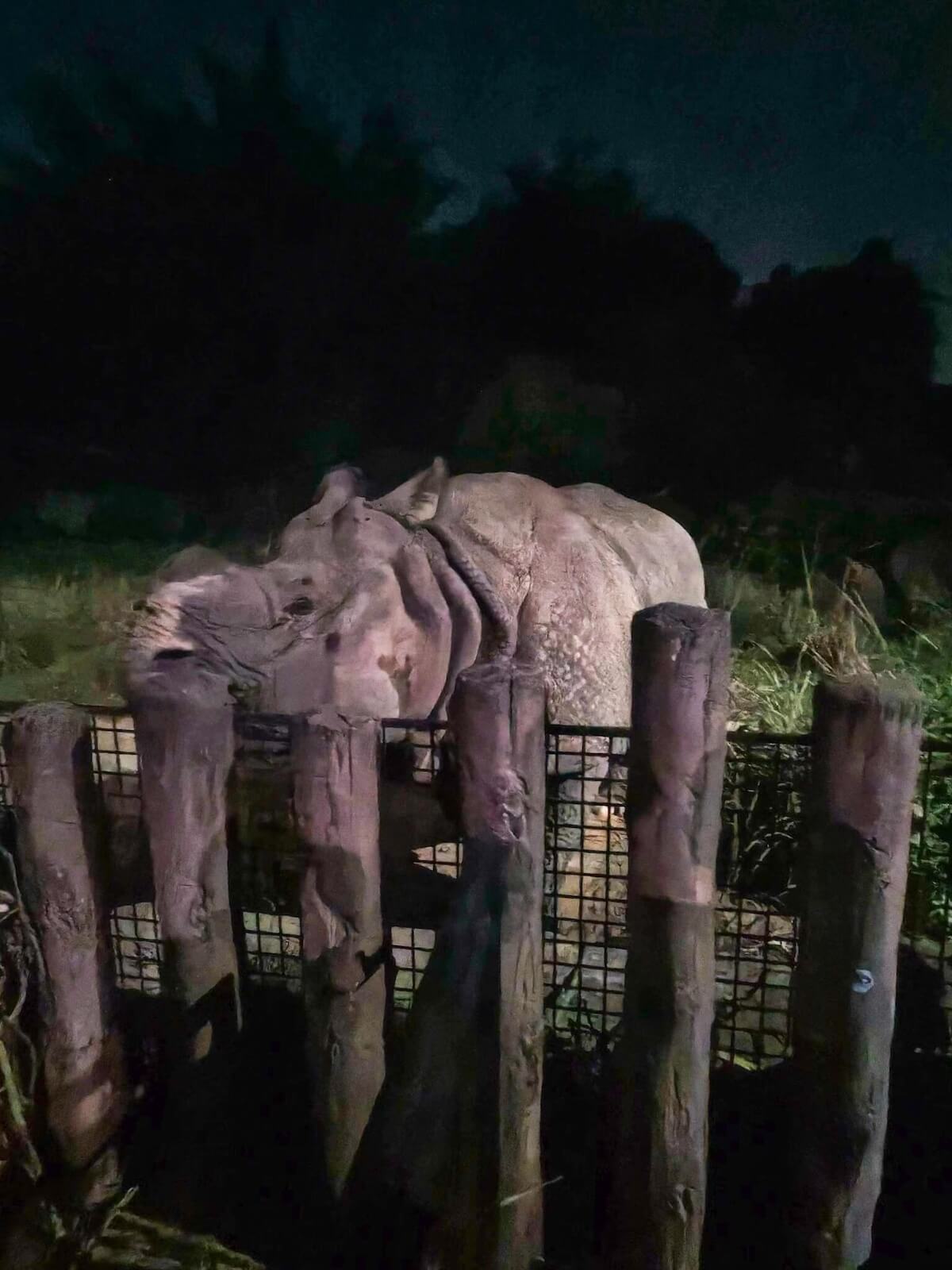 rhino at the mandai wildlife reserve night safari.