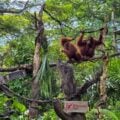 orangutangs at breakfast in the wild singapore zoo.