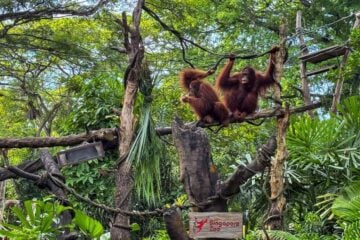 orangutangs at breakfast in the wild singapore zoo.