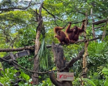 orangutangs at breakfast in the wild singapore zoo.