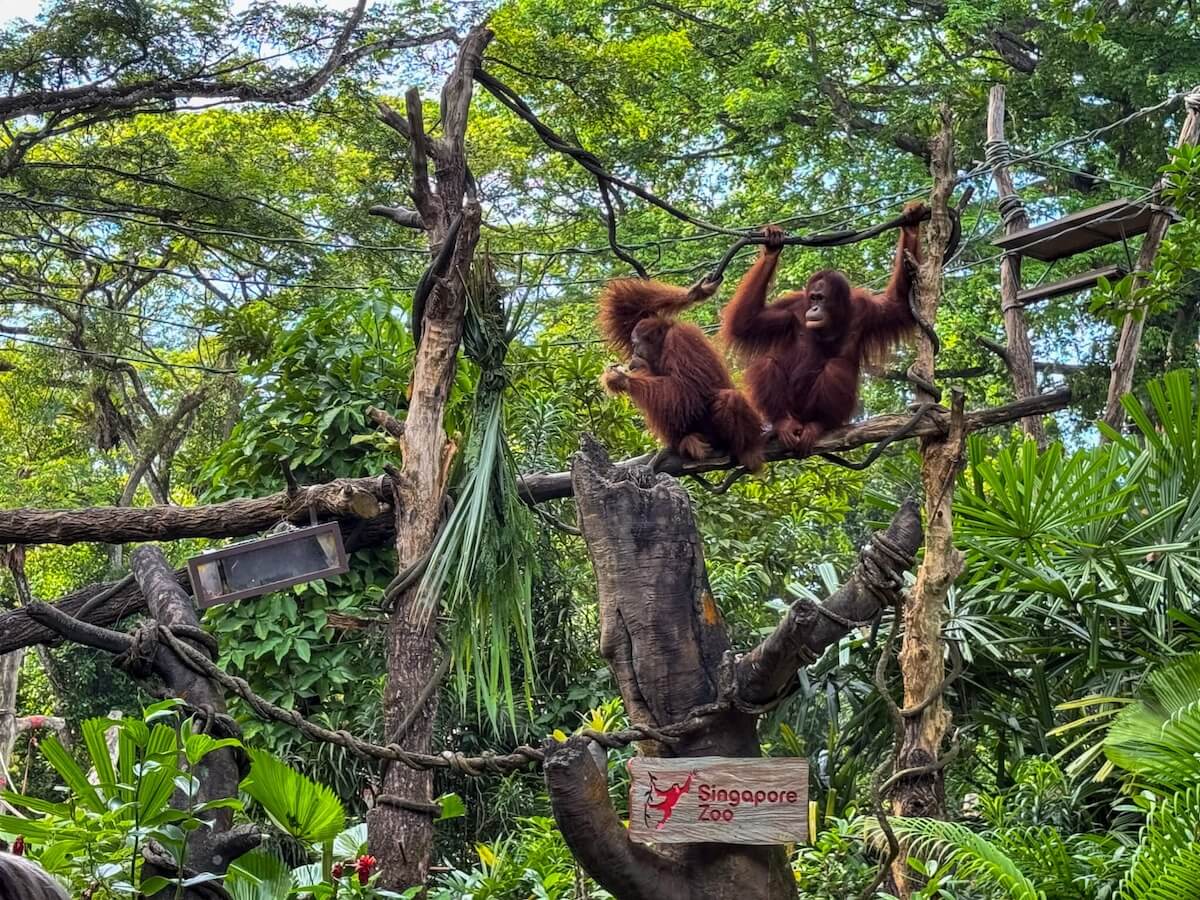 orangutangs at breakfast in the wild singapore zoo.