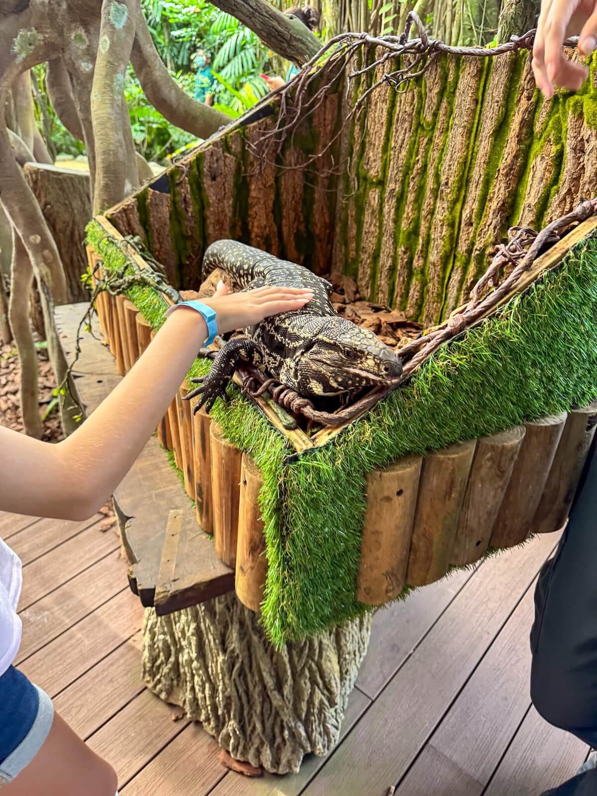 petting a lizard at breakfast in the wild.