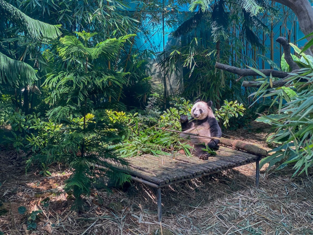 panda at singapore zoo.