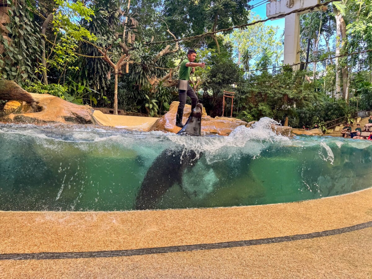 shaw amphitheatre seal show.