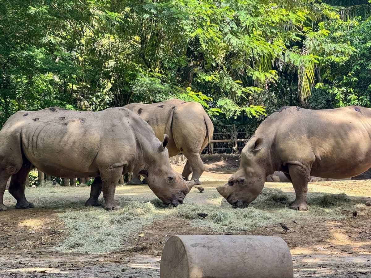 rhinos at singapore zoo.