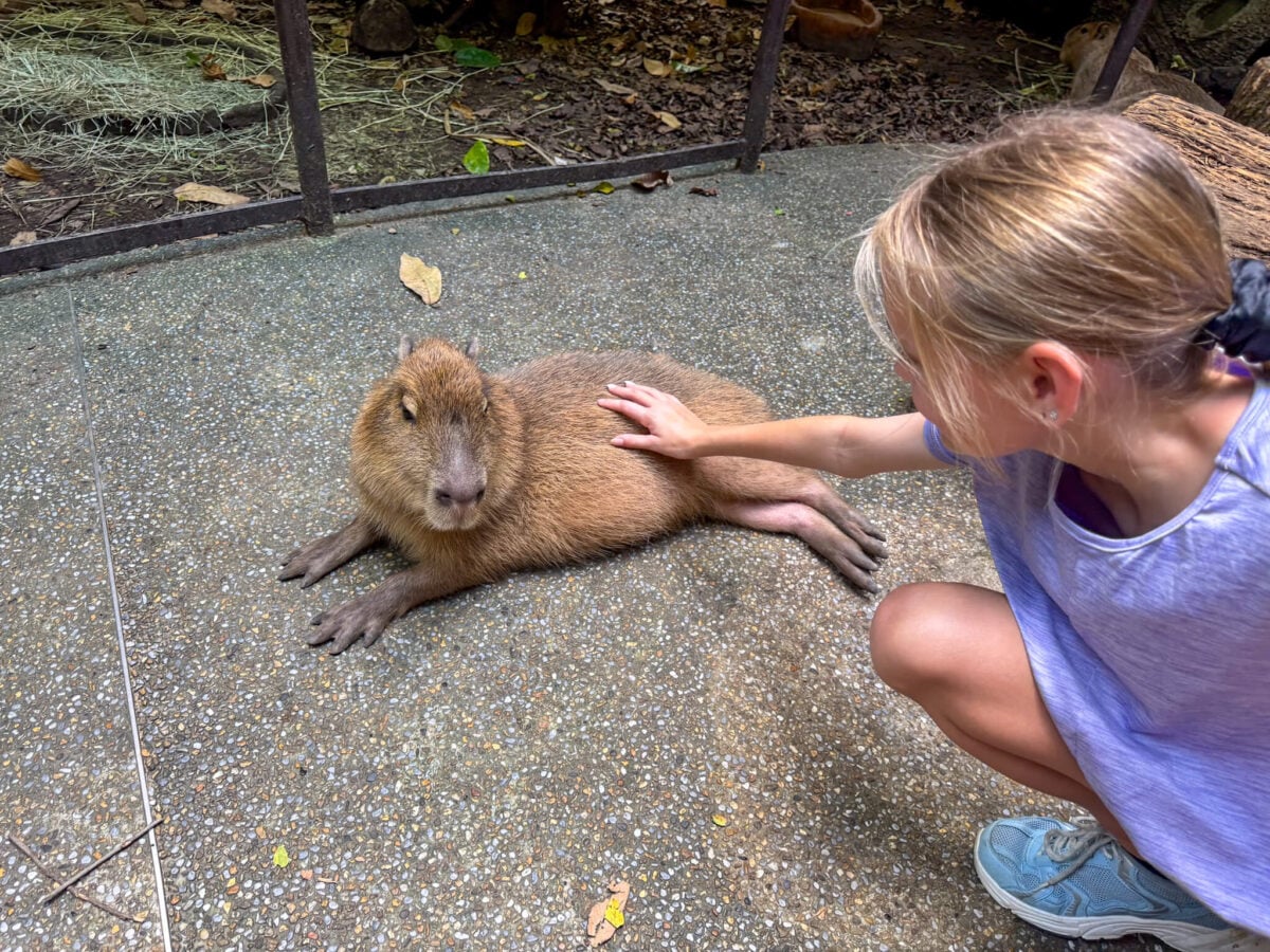 child patting a capybara.